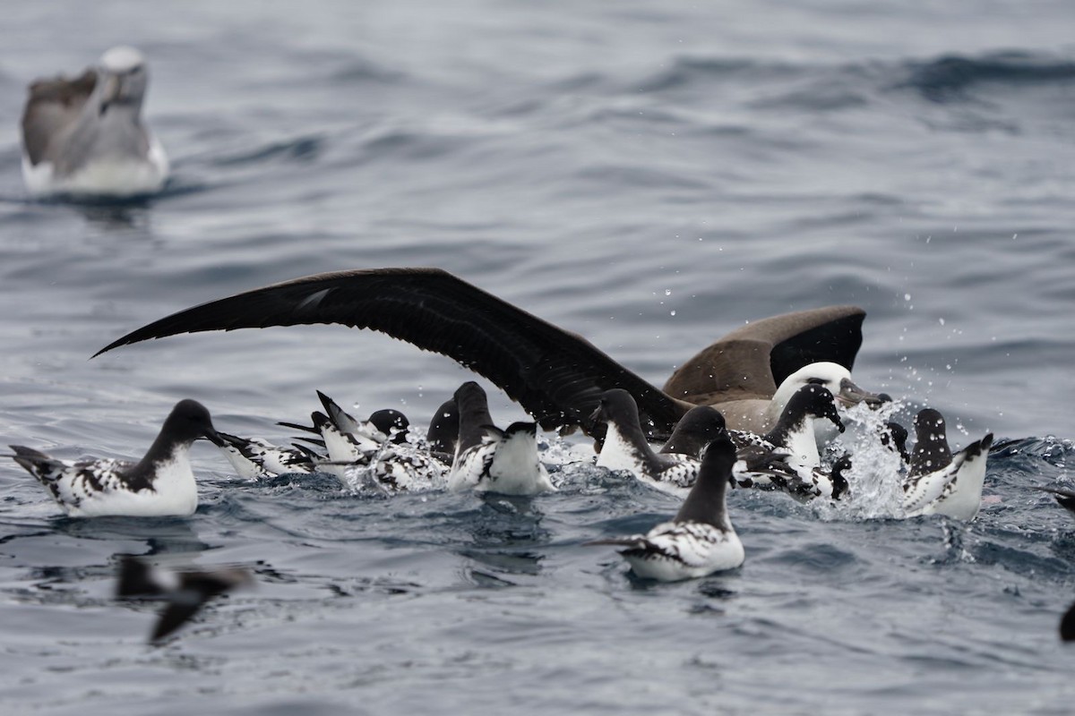 Cape Petrel - ML620787585