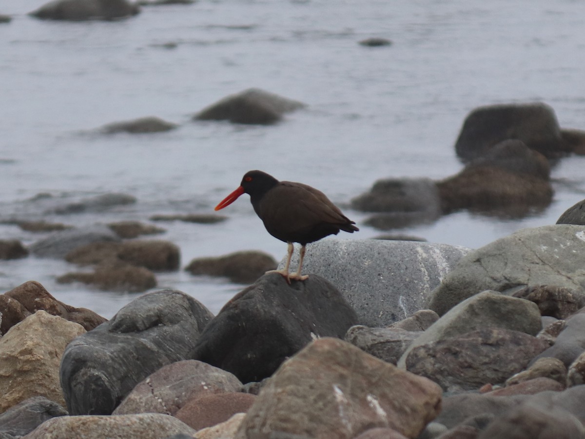 Blackish Oystercatcher - ML620787588