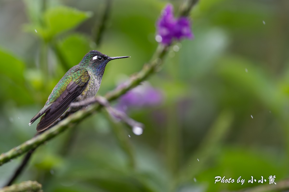 kolibřík fialovohlavý - ML620787589