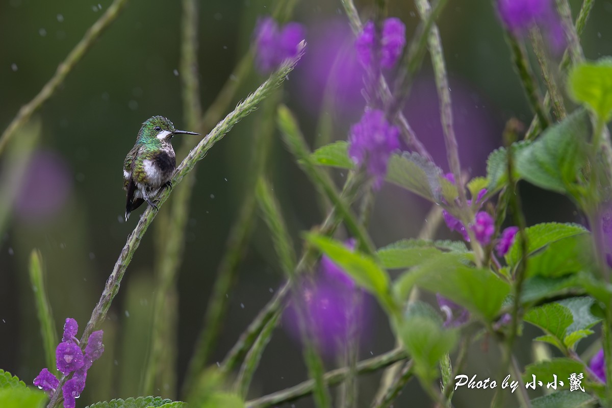 Wire-crested Thorntail - ML620787591