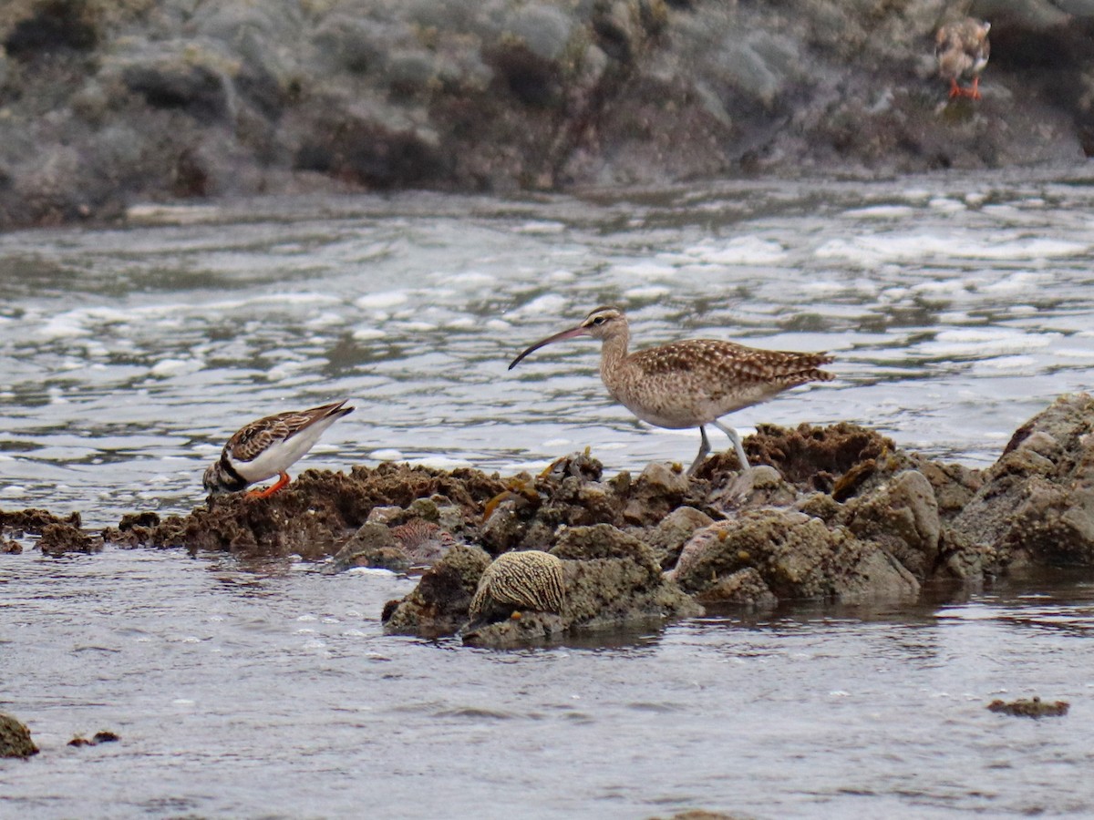 Whimbrel - ML620787592