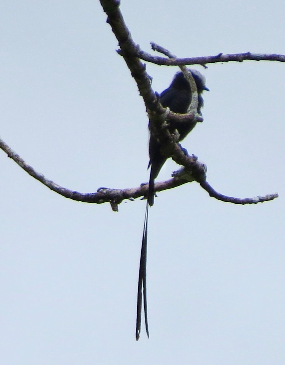 Long-tailed Tyrant - ML620787595