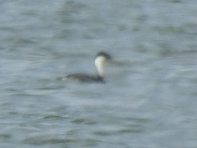 Western Grebe - ML620787597