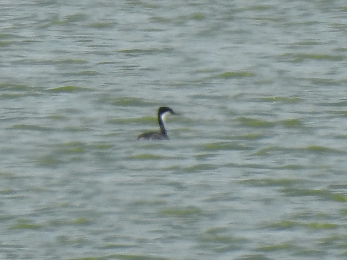 Western Grebe - ML620787598