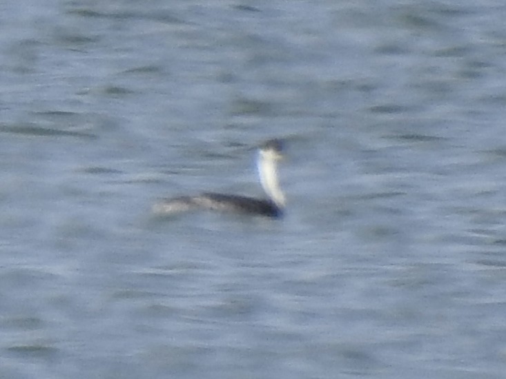 Western Grebe - ML620787599