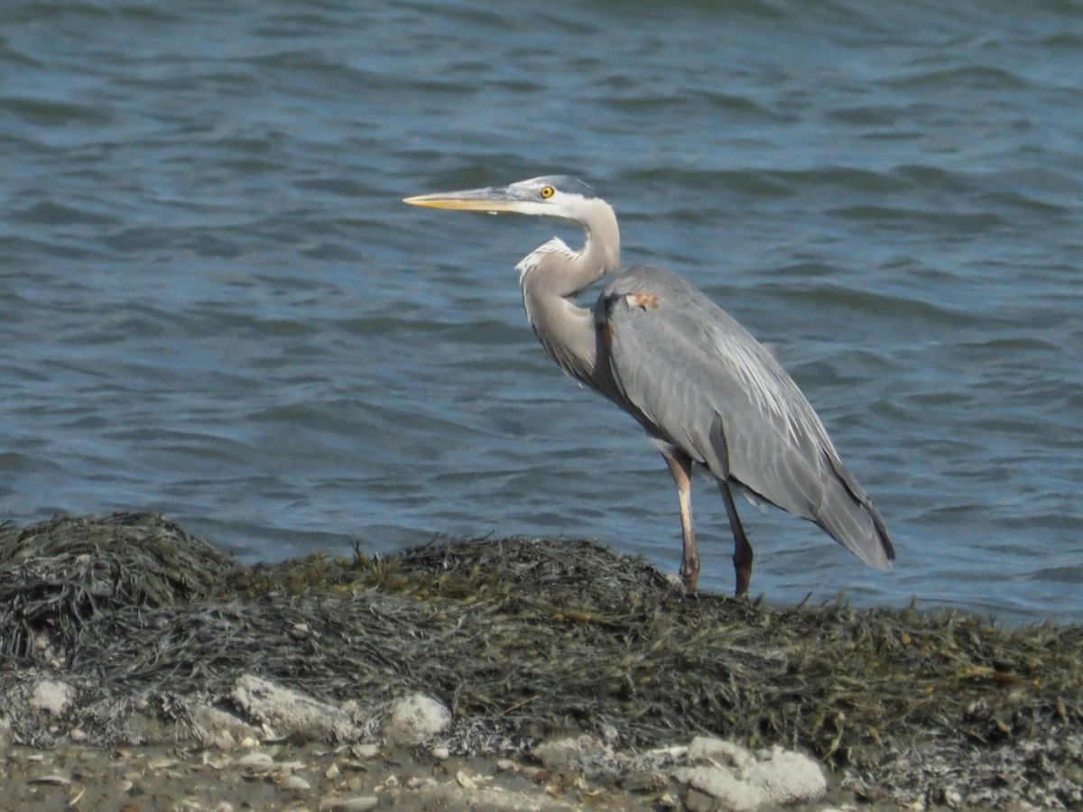 Great Blue Heron - ML620787600