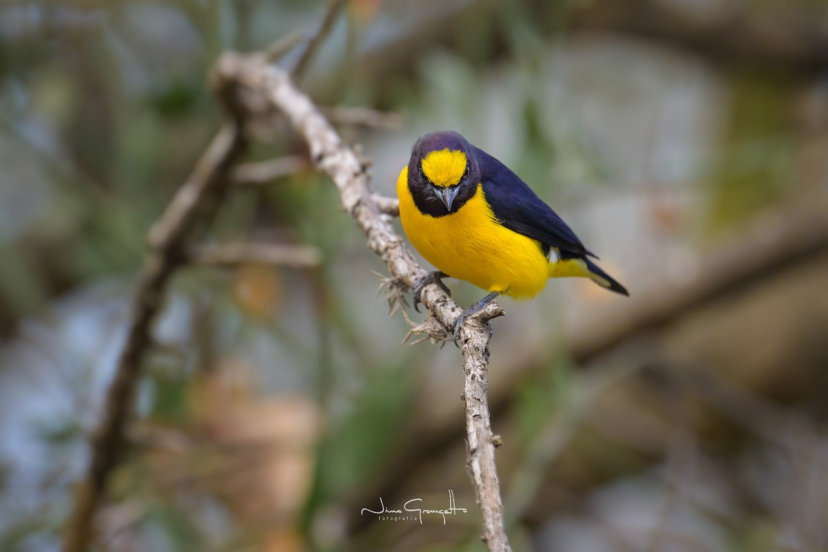 Purple-throated Euphonia - ML620787601