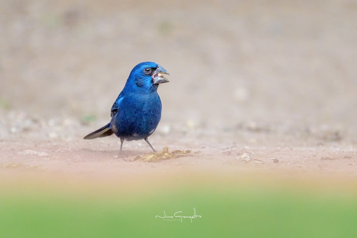 Ultramarine Grosbeak - ML620787603