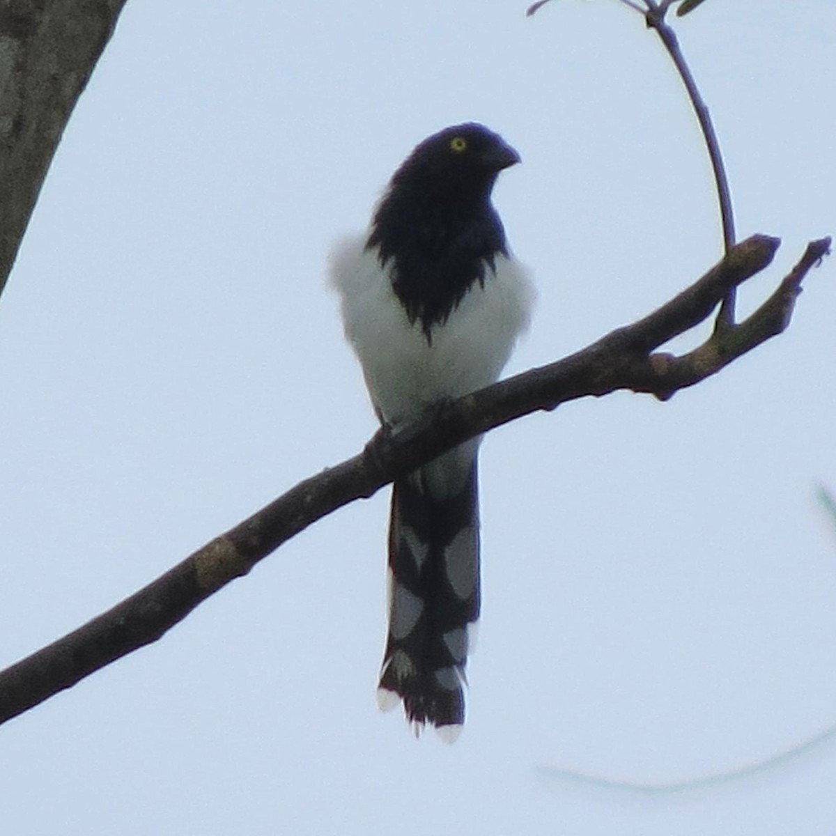 Magpie Tanager - ML620787608