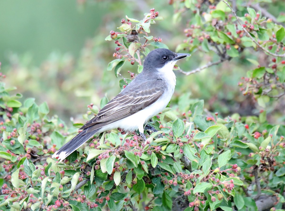 Eastern Kingbird - ML620787613