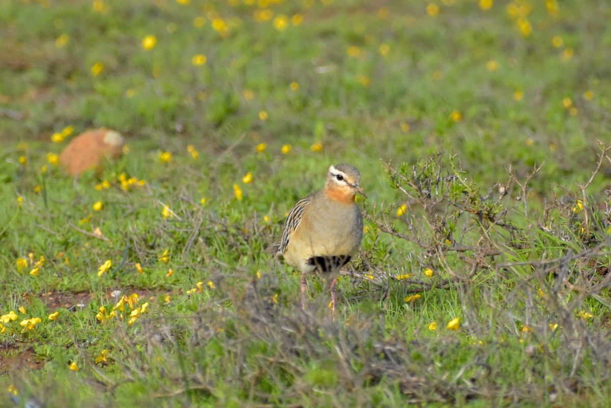 Tawny-throated Dotterel - ML620787616