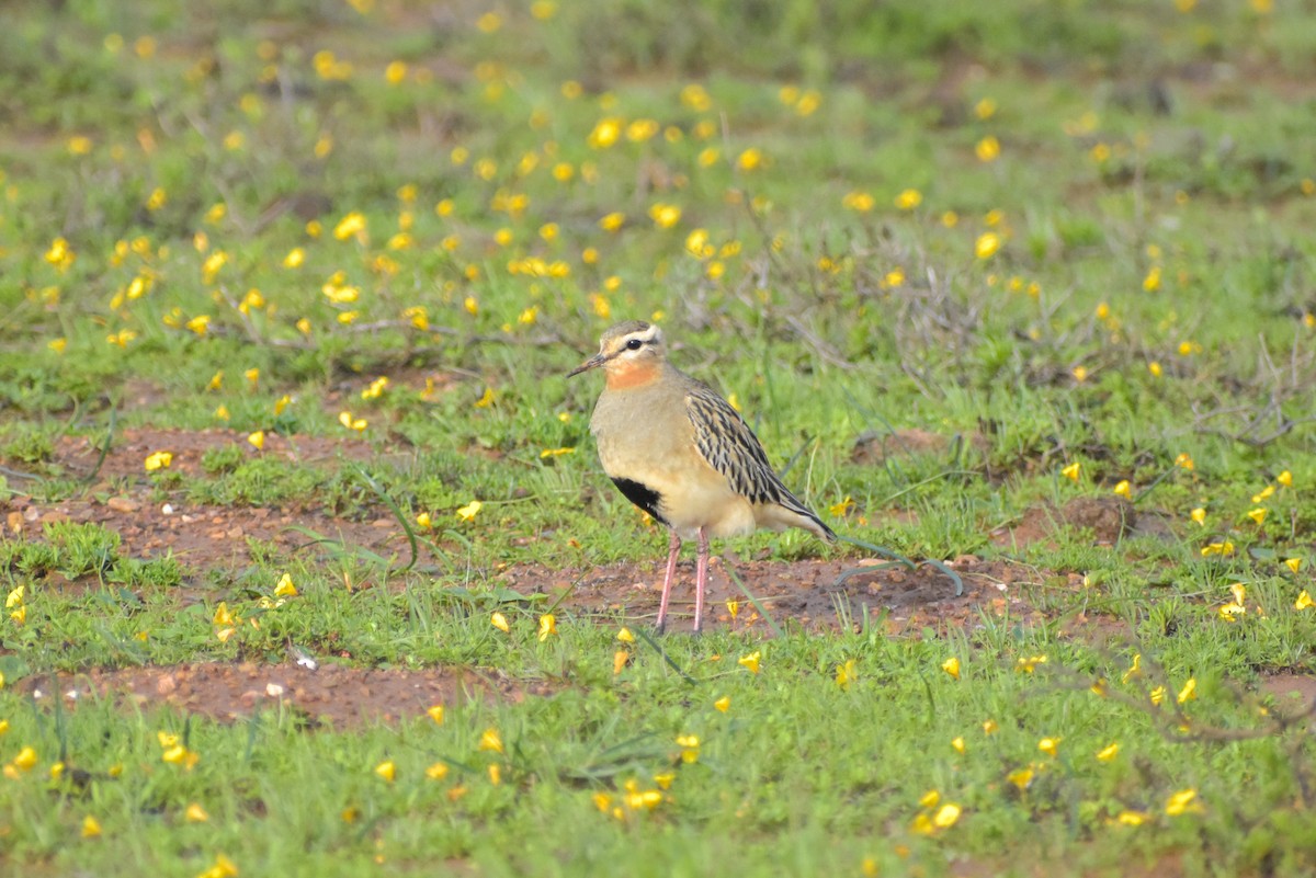 Tawny-throated Dotterel - ML620787617