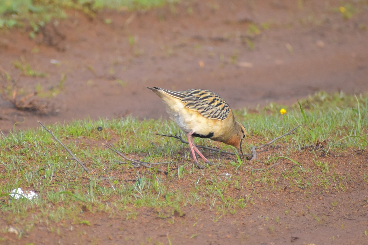 Tawny-throated Dotterel - ML620787618