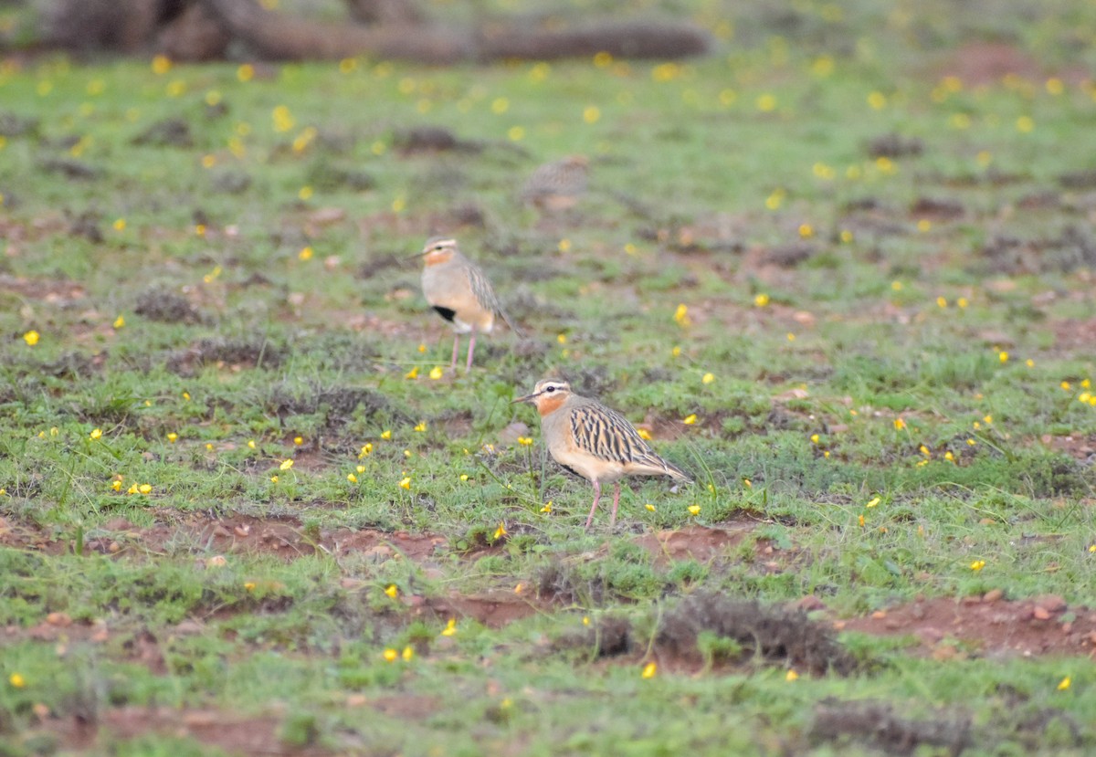 Tawny-throated Dotterel - ML620787620