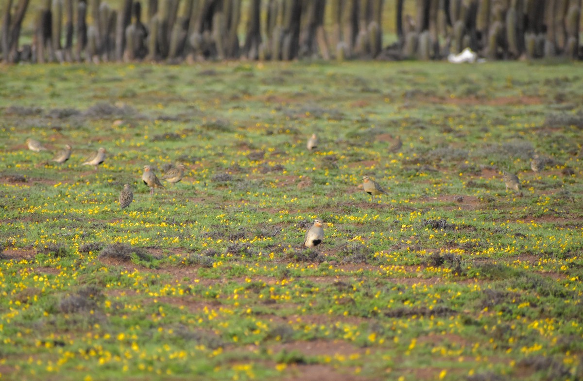 Tawny-throated Dotterel - Víctor Hugo Sarabia Sánchez