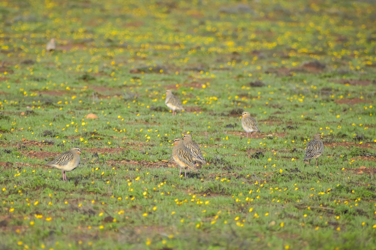 Tawny-throated Dotterel - Víctor Hugo Sarabia Sánchez