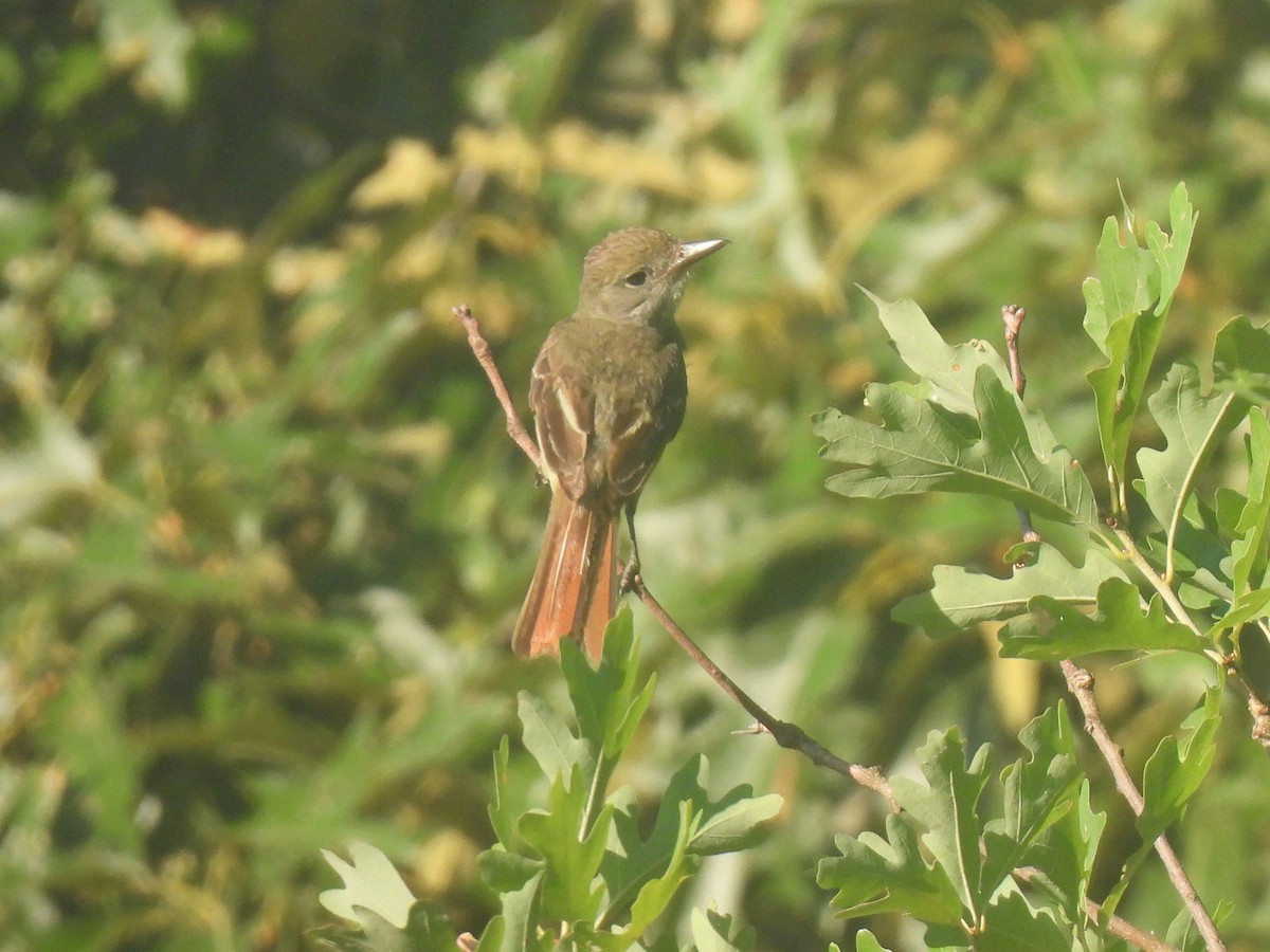 Great Crested Flycatcher - ML620787632