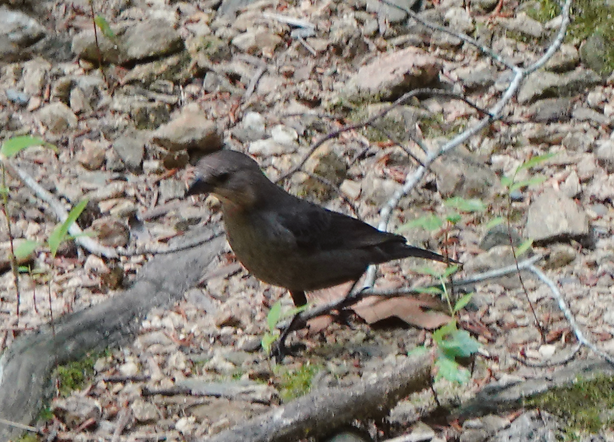 Brown-headed Cowbird - Frank Wang