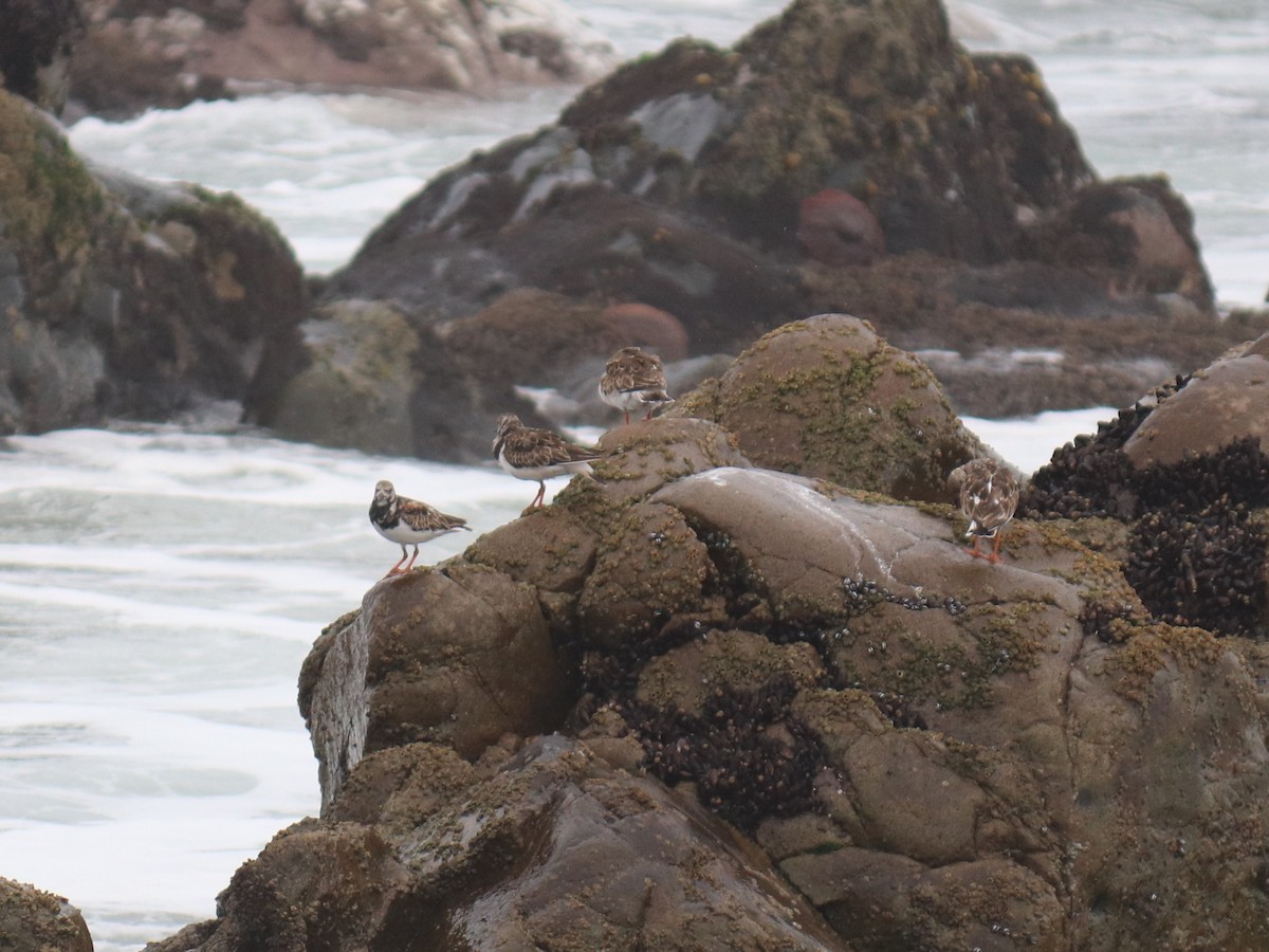 Ruddy Turnstone - ML620787635