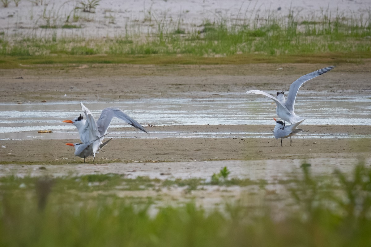 Royal Tern - ML620787636