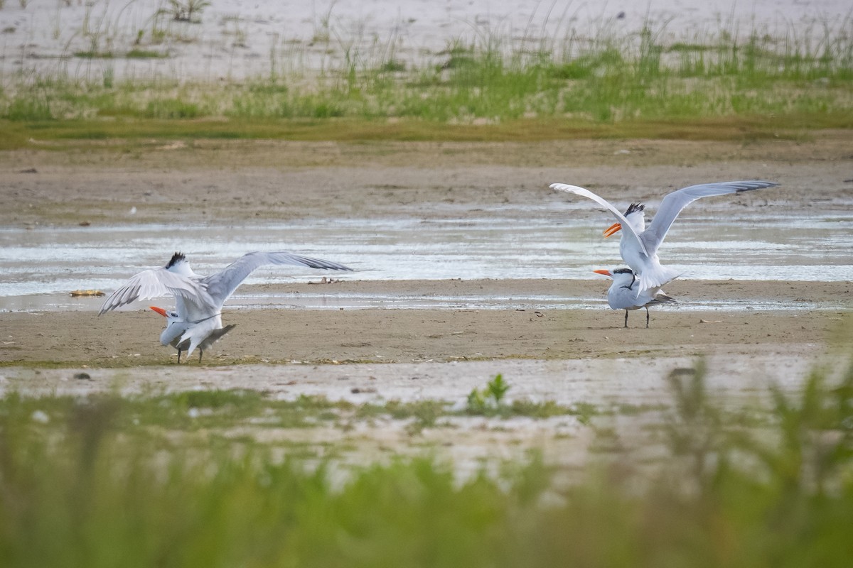 Royal Tern - Chris Thomas