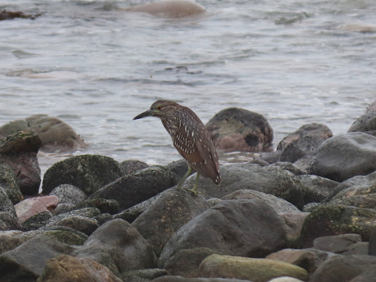 Black-crowned Night Heron - ML620787639