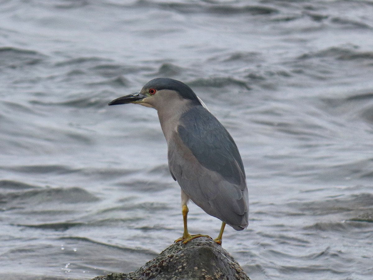 Black-crowned Night Heron - ML620787640