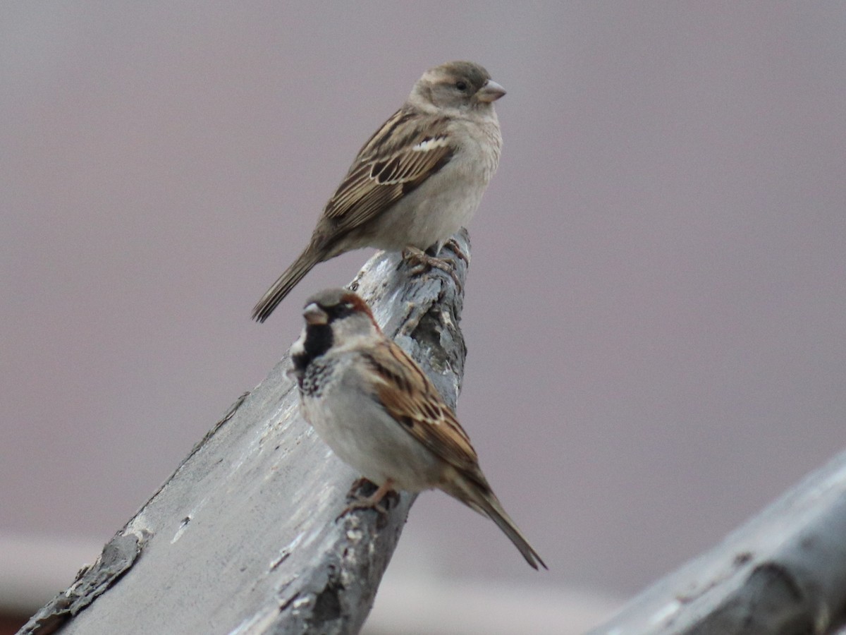 House Sparrow - ML620787645