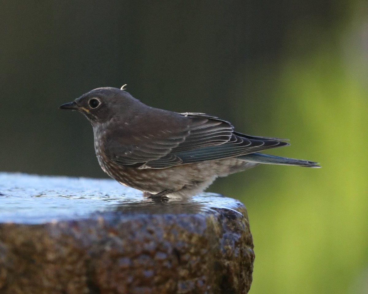 Western Bluebird - ML620787646