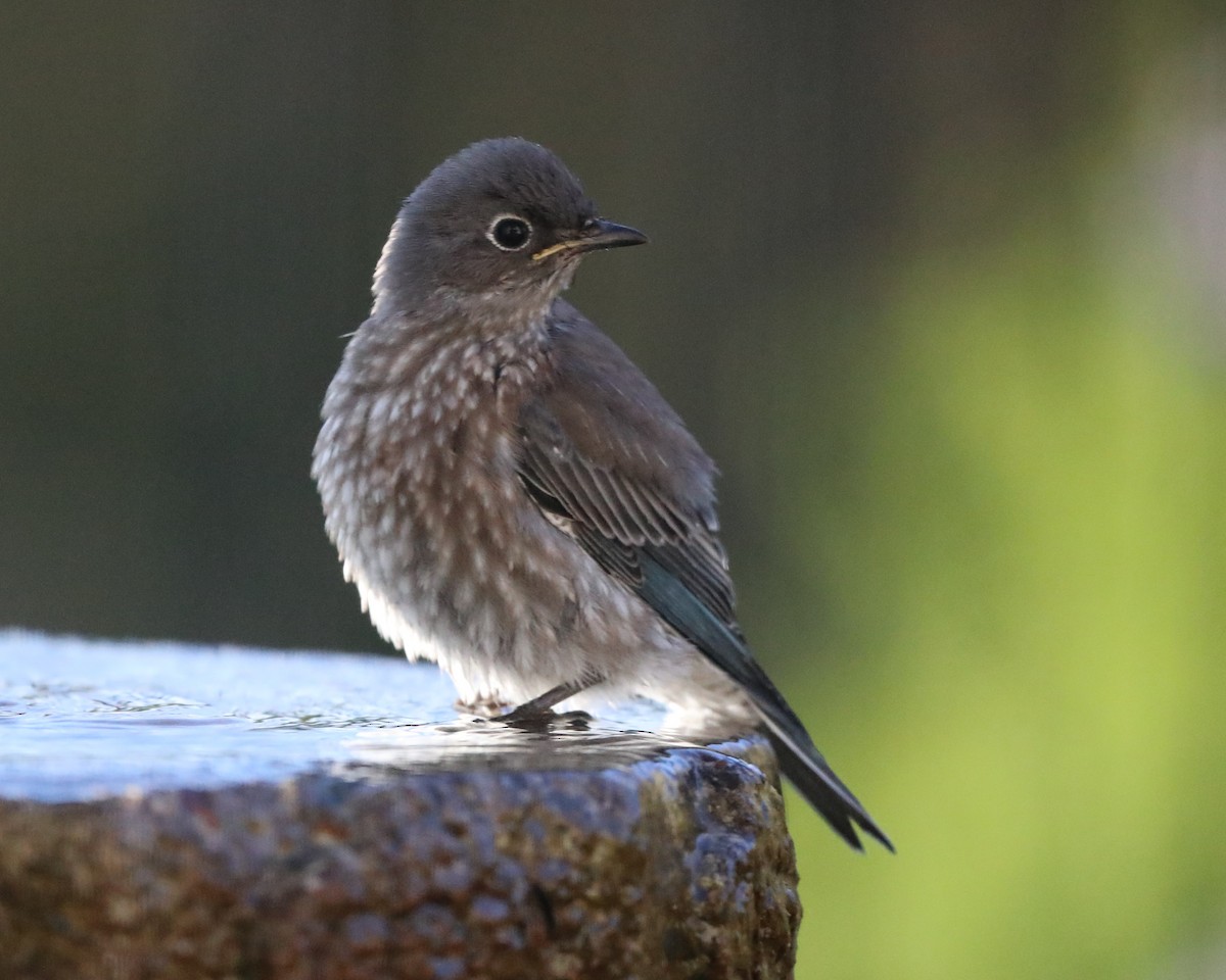 Western Bluebird - ML620787647