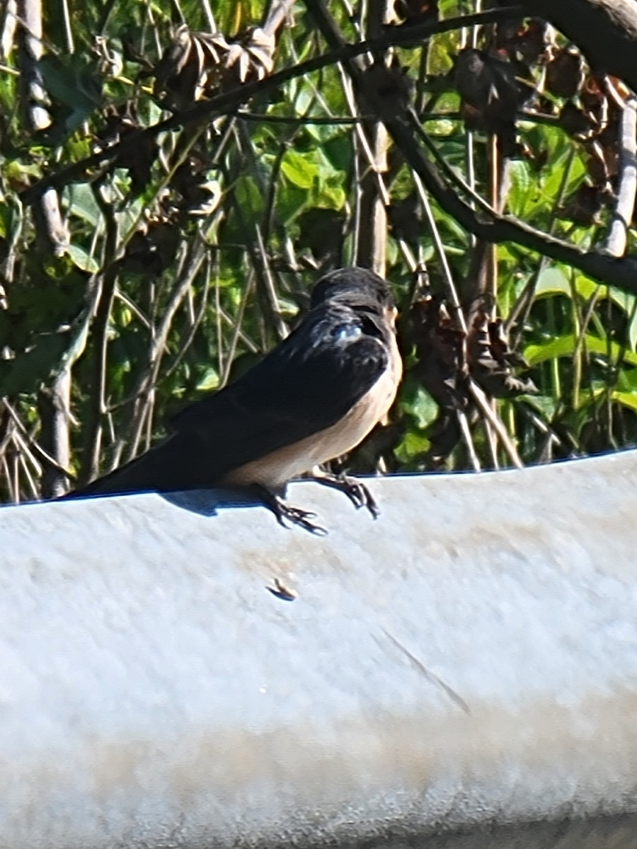 Barn Swallow - ML620787649