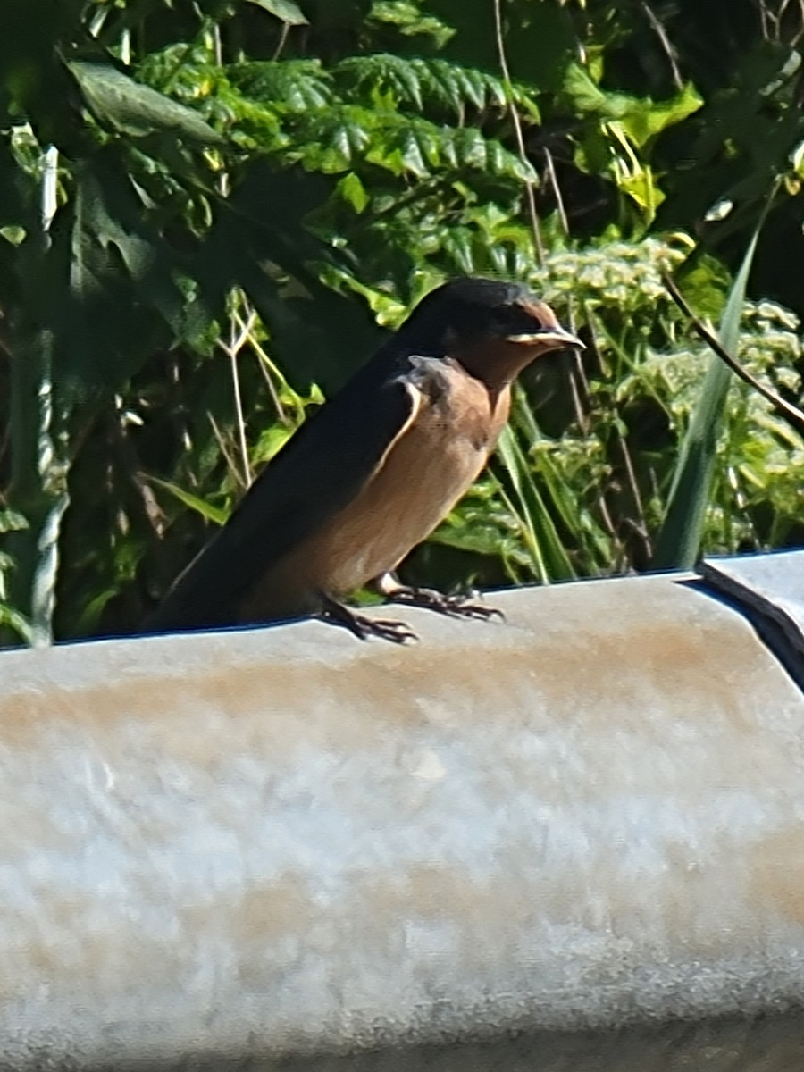 Barn Swallow - ML620787650