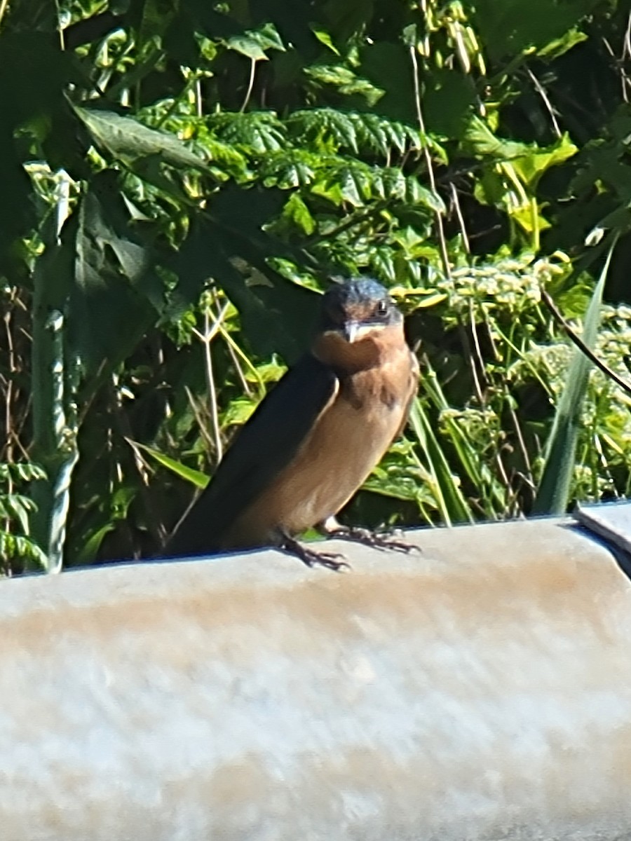 Barn Swallow - ML620787651