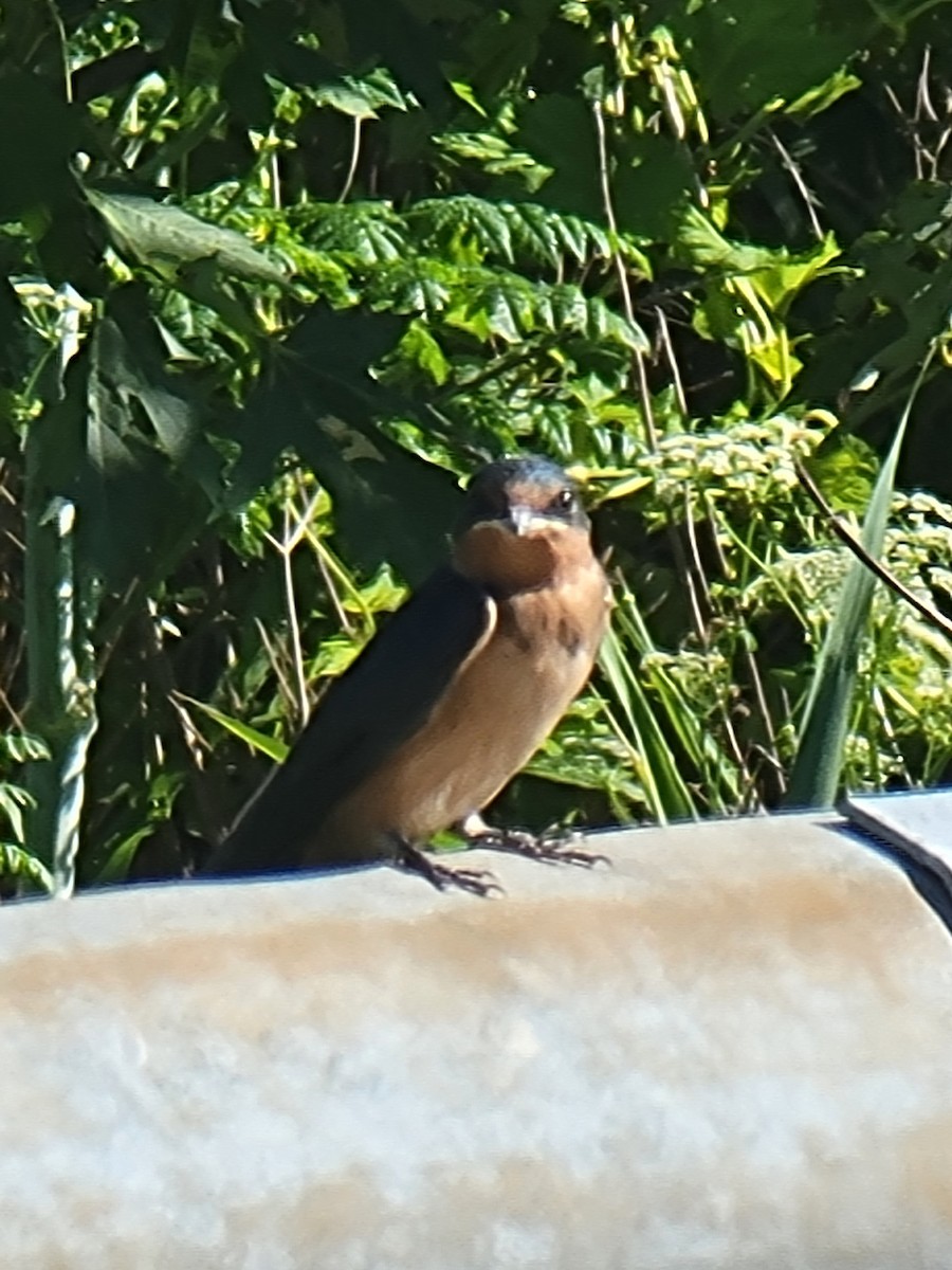 Barn Swallow - ML620787652