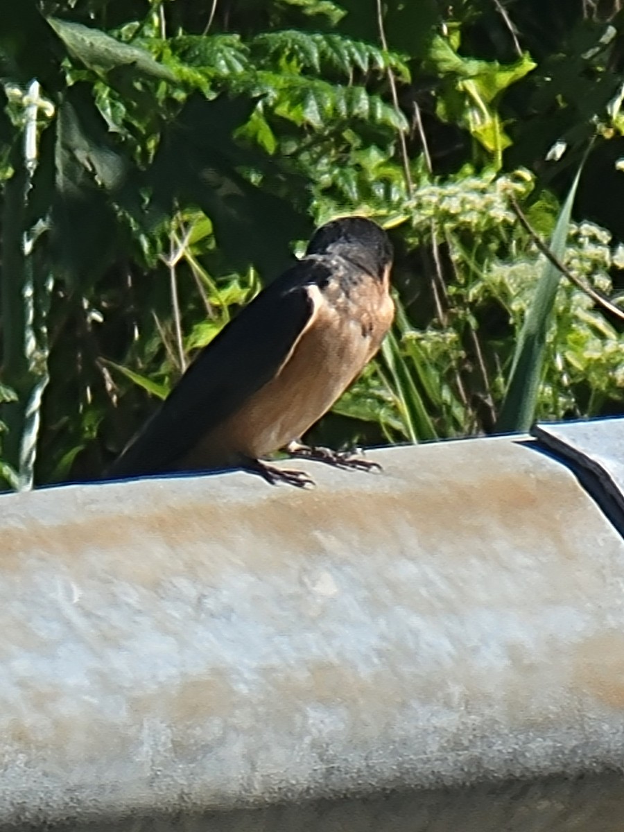 Barn Swallow - ML620787653