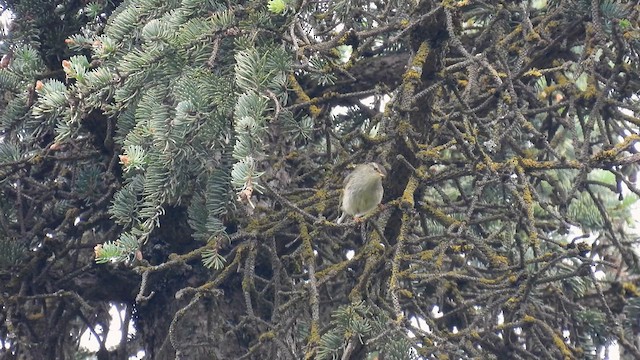 Buff-barred Warbler - ML620787655