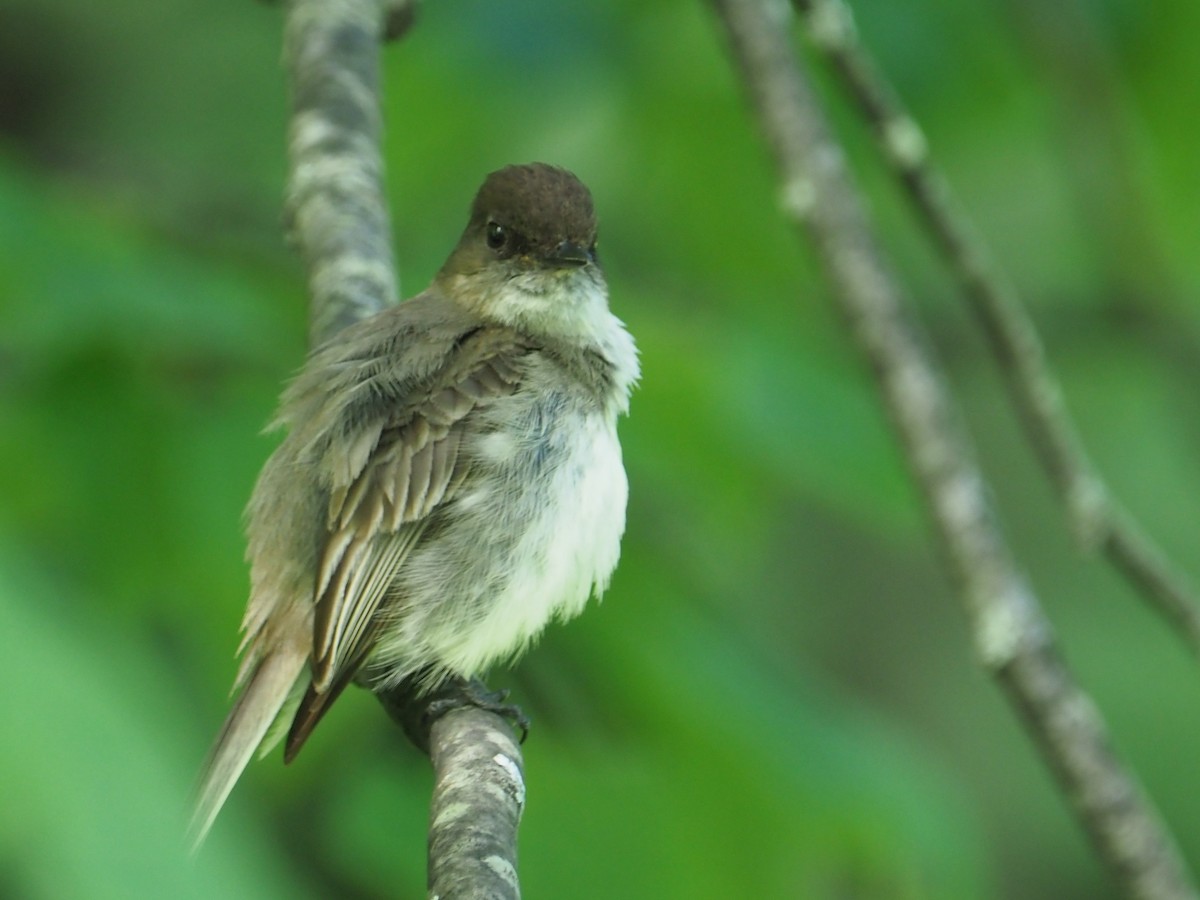 Eastern Phoebe - ML620787662