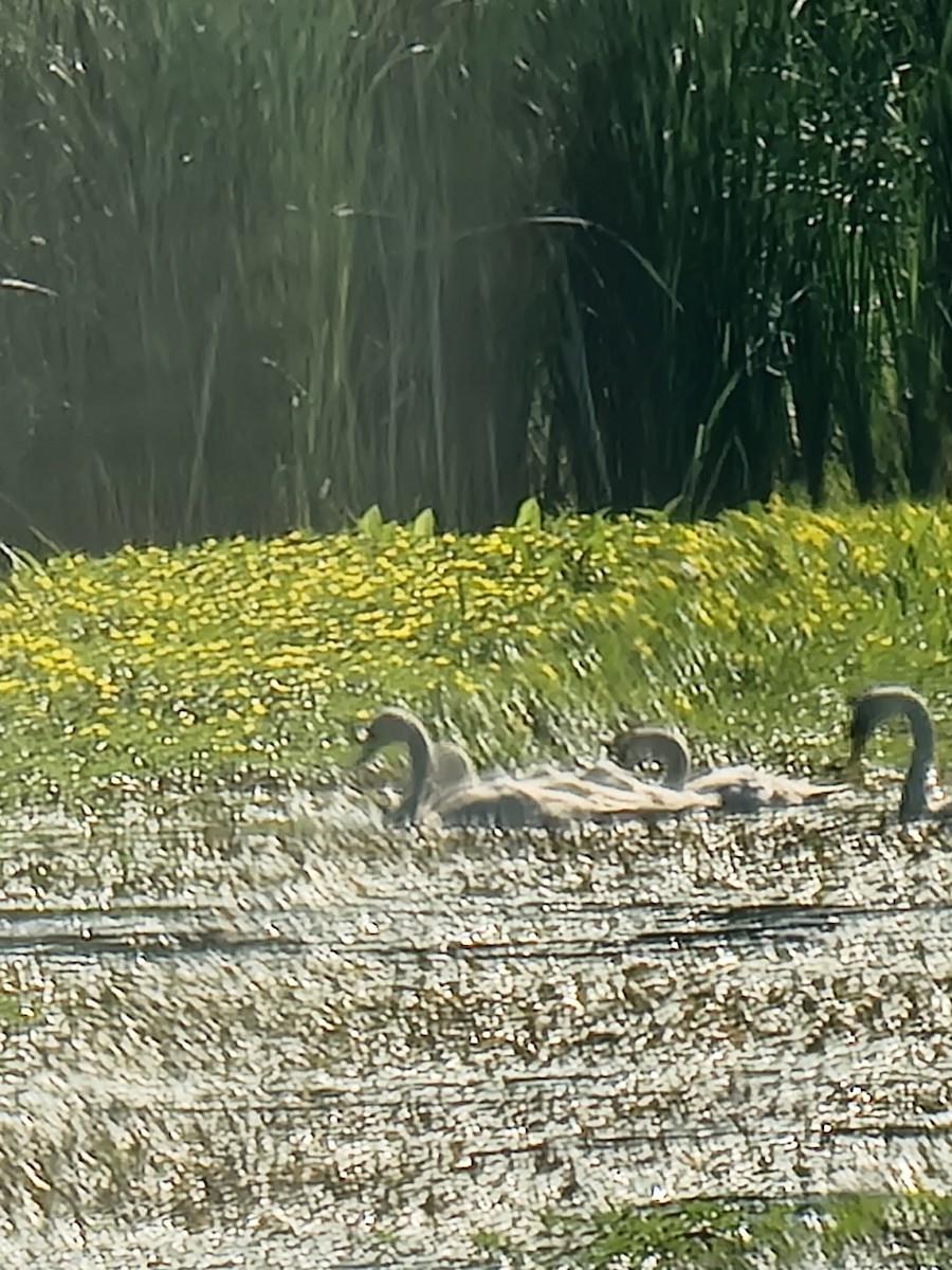 Mute Swan - ML620787664