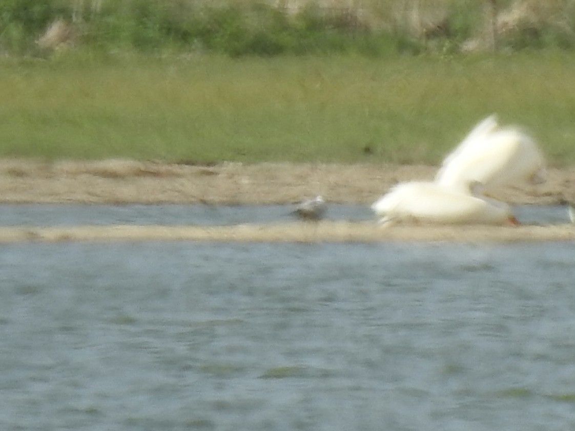 California Gull - ML620787665