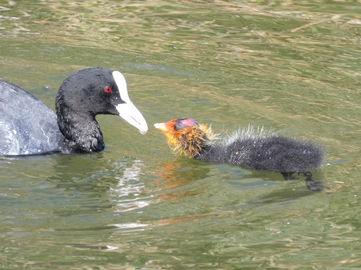 Eurasian Coot - ML620787677