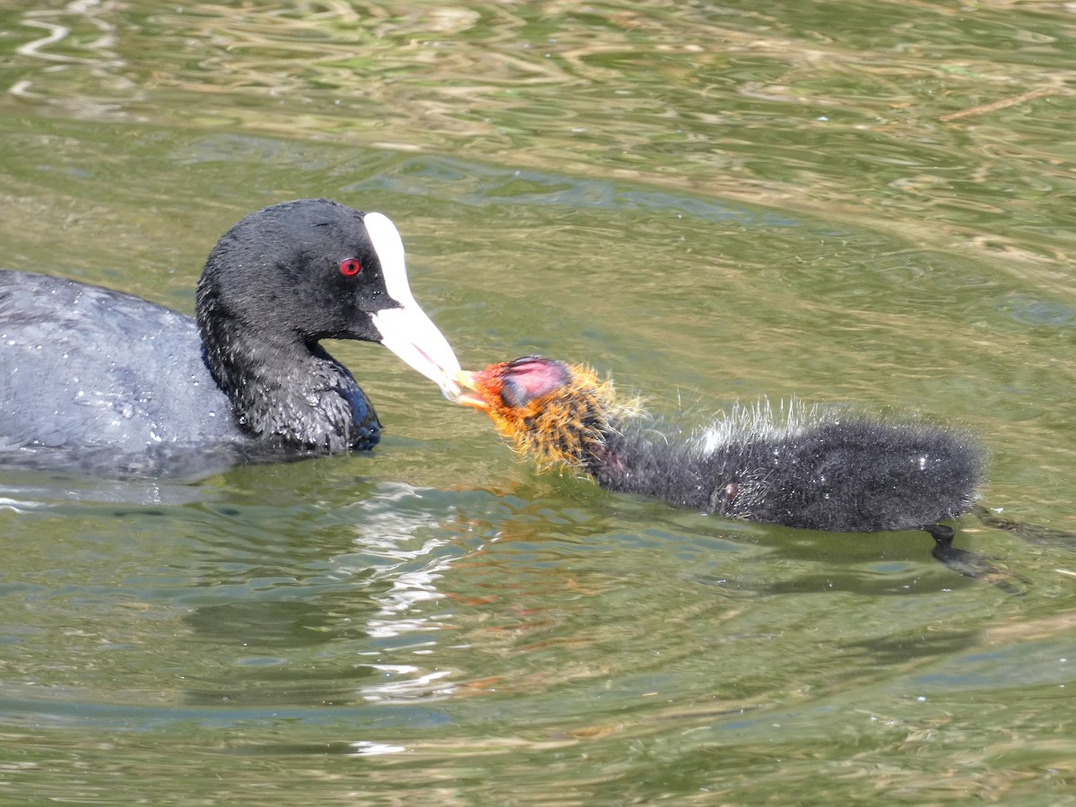 Eurasian Coot - ML620787678