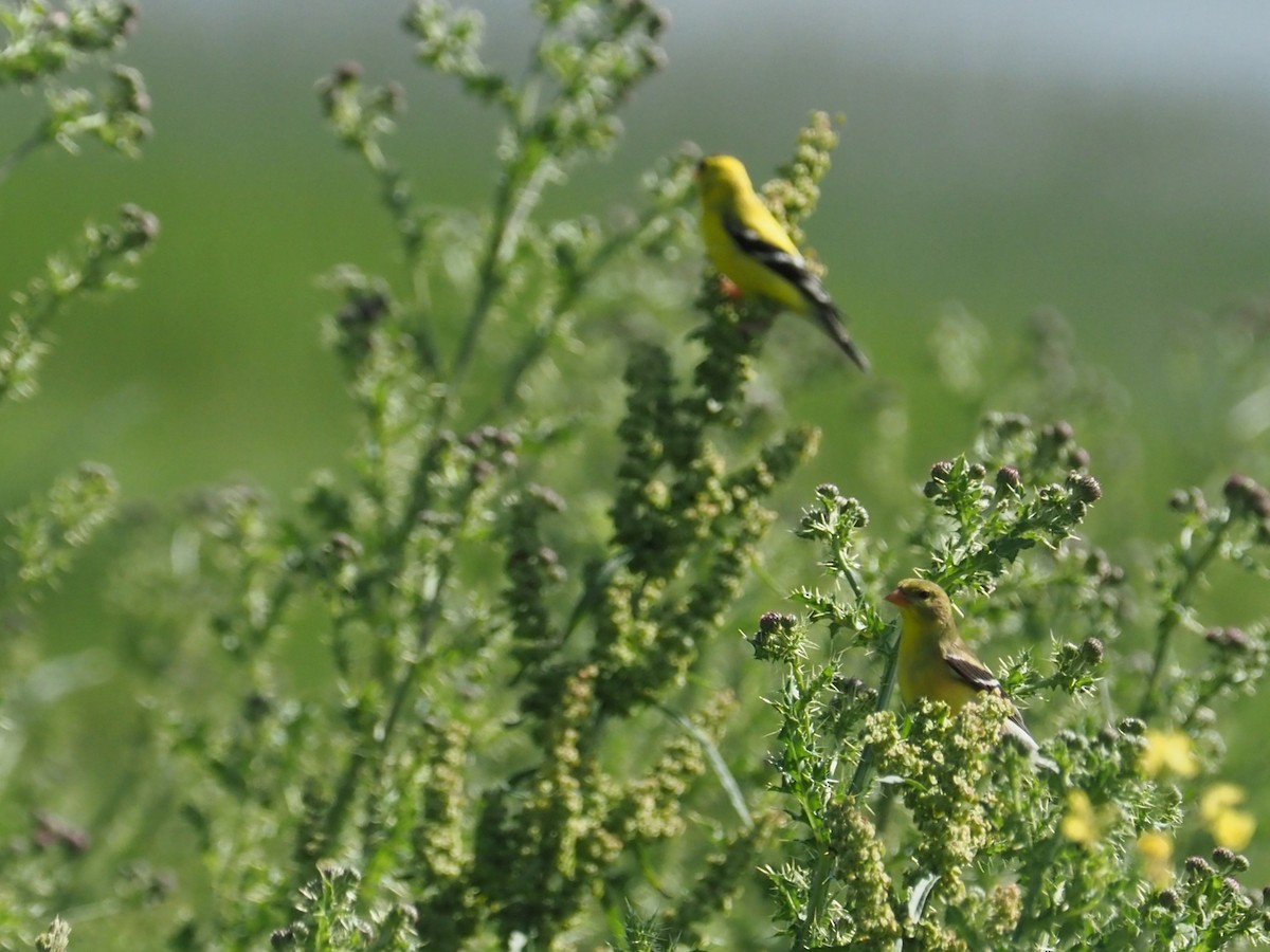 American Goldfinch - Bill Bunn