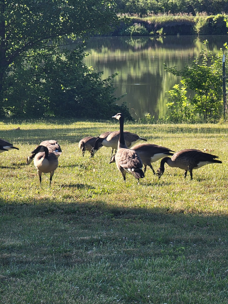 Canada Goose - ML620787693