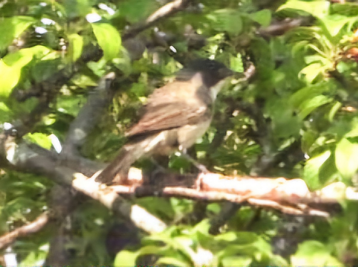 Fauvette orphéane - ML620787697