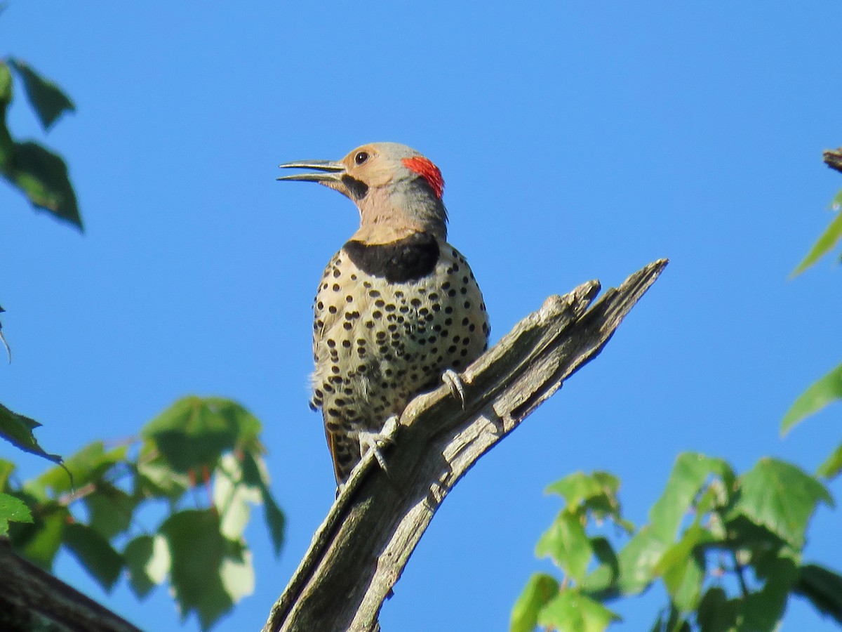 Northern Flicker - ML620787699