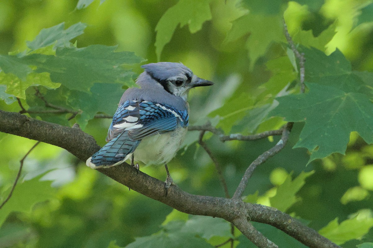 Blue Jay - Robert Howard