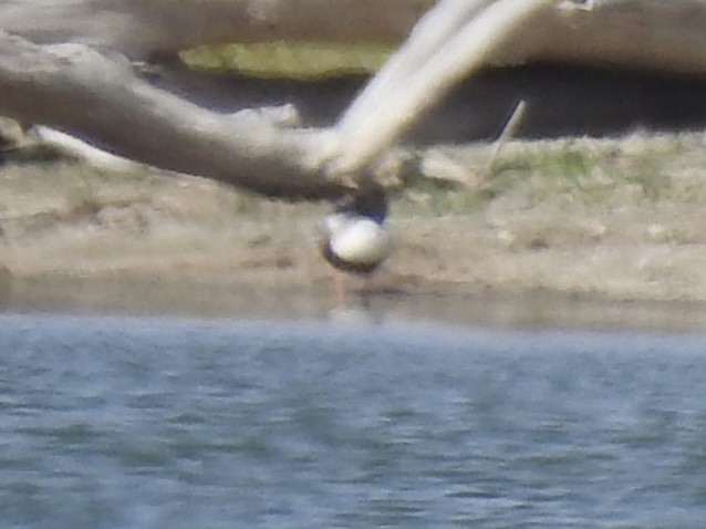 Northern Shoveler - ML620787709