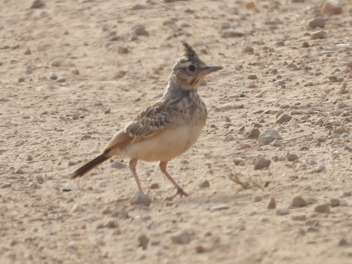 Crested Lark - ML620787710