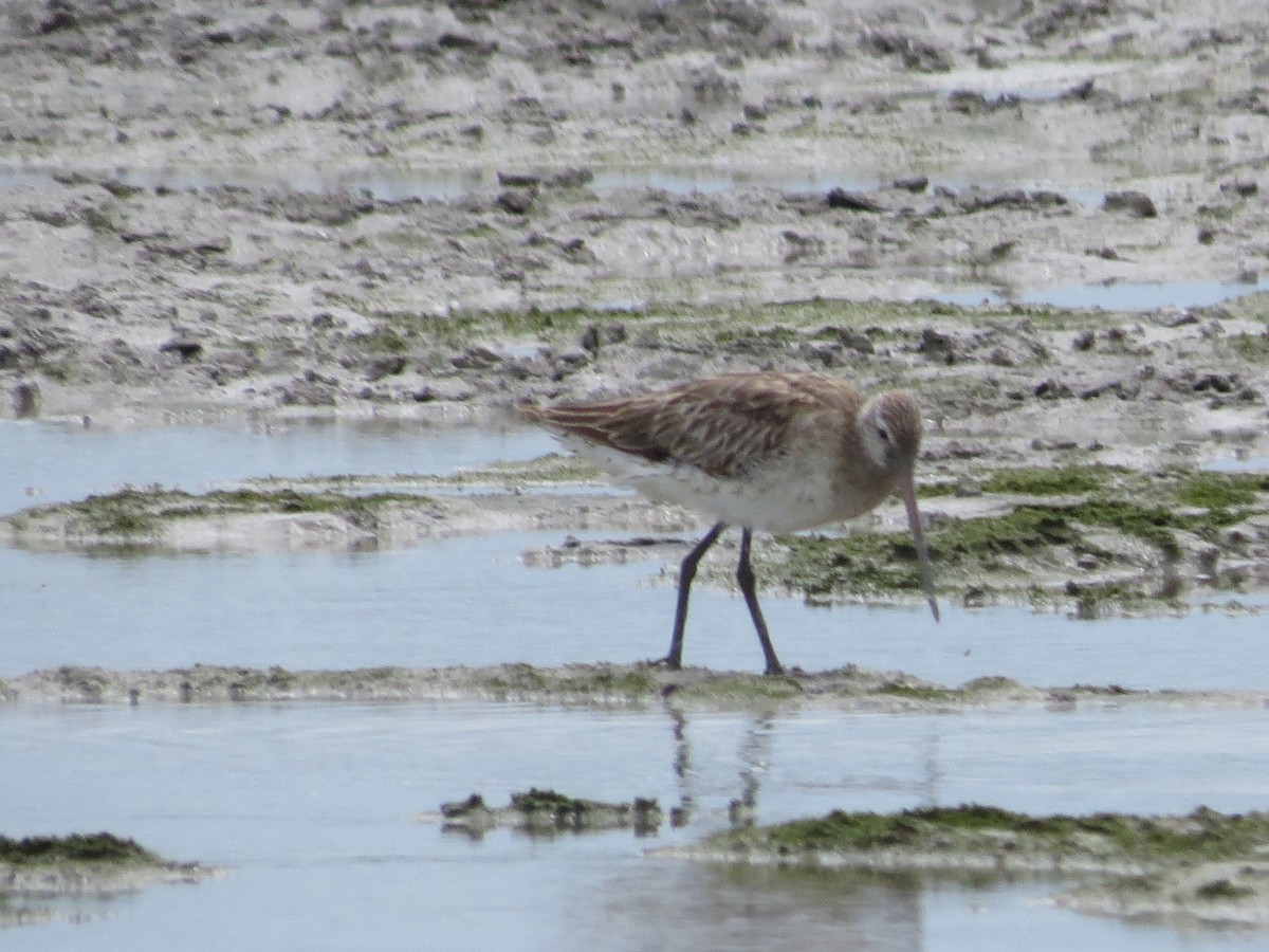 Bar-tailed Godwit - ML620787713