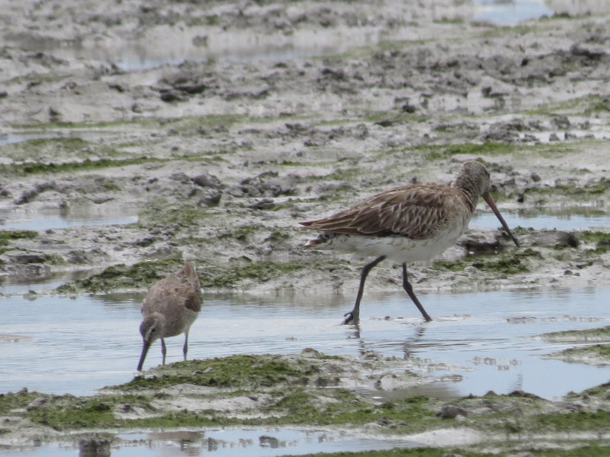 Bar-tailed Godwit - ML620787721